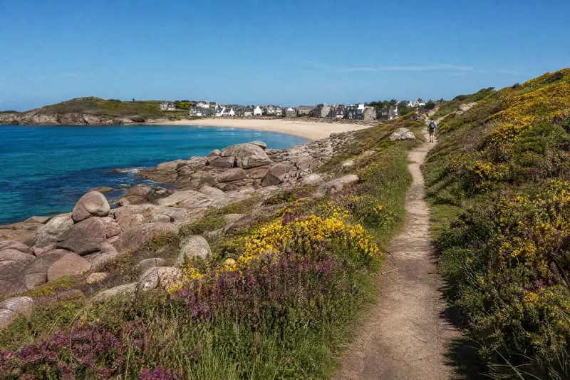 A narrow coastal footpath between yellow gorse and purple heather, pink granite rocks and the turquoise sea below.